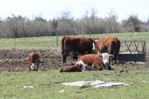 Mlijeko od krava sa farme ili sa slobodne ispaše - koji je vaš izbor?