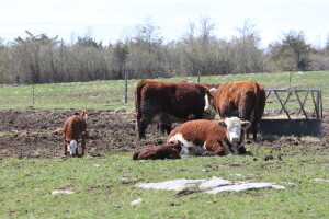 Mlijeko od krava sa farme ili sa slobodne ispaše - koji je vaš izbor?