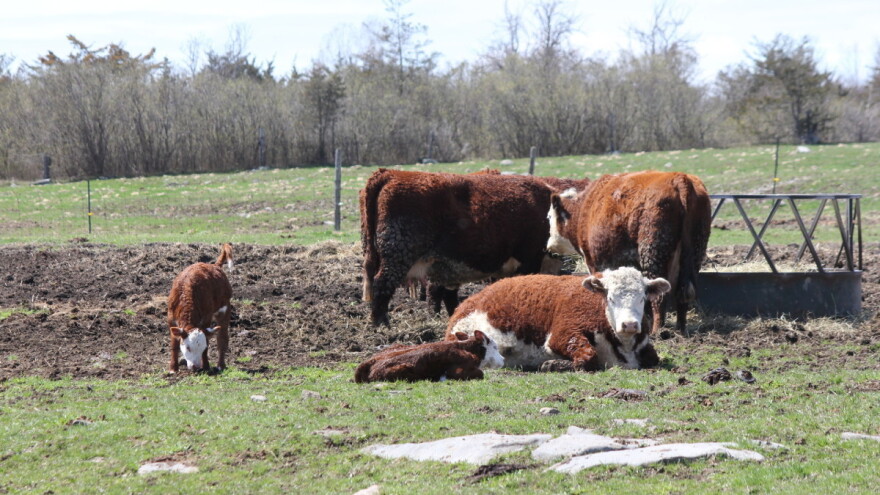 Mlijeko od krava sa farme ili sa slobodne ispaše - koji je vaš izbor?