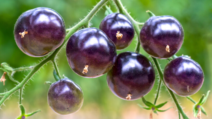 Neobično u Šumadiji: Paradajz u raznim bojama u bašti i na trpezi