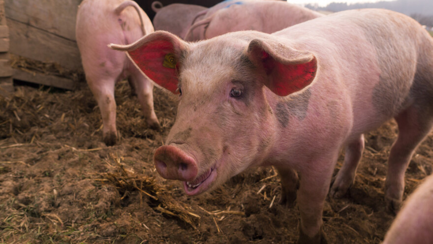 Za ne povjerovati je koliko cijene živih svinja mogu padati