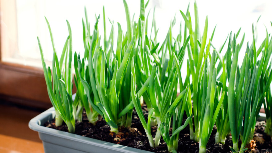 Luk na prozorskoj dasci? Vreme je za zimsku baštu u zatvorenom