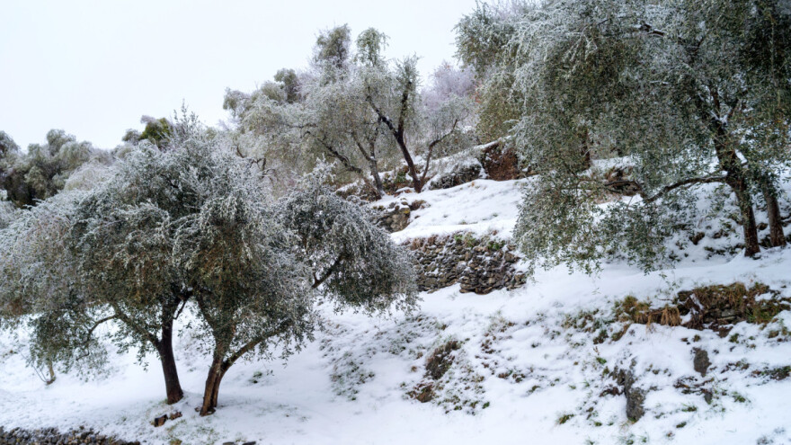 Nezapamćena oluja Filomena oštetila maslinike - slijedi katastrofa?