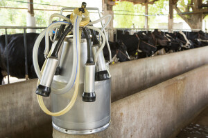 Domaće otkupne cijene mlijeka niže od EU prosjeka za 44 lipe