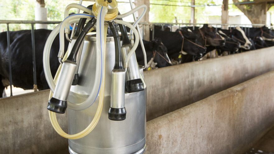 Prijavljivanje za premiju za mleko do 3. avgusta