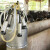 Domaće otkupne cijene mlijeka niže od EU prosjeka za 44 lipe