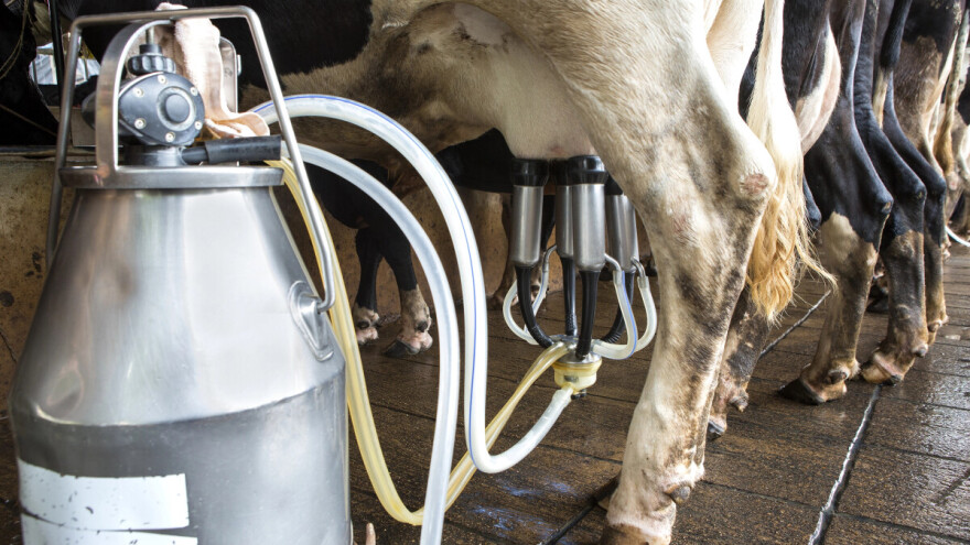 Narednih mesec dana podnošenje zahteva za premiju za mleko za četvrti kvartal 2025. godine