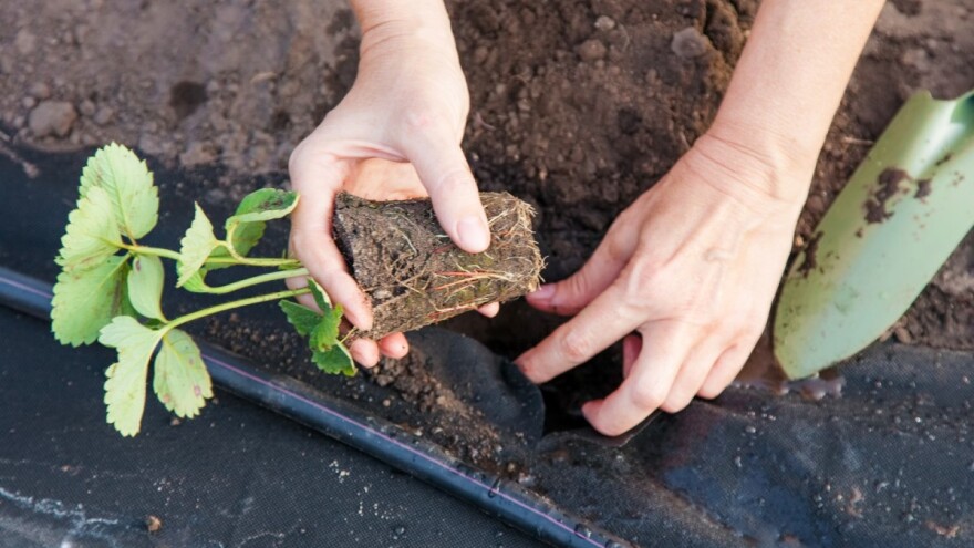 Na bh. tržište stižu nove sorte jagode - otpornije na bolesti