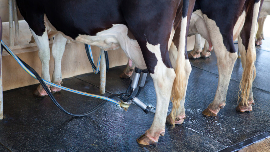 Na šta treba obratiti pažnju prilikom mašinske muže krava?