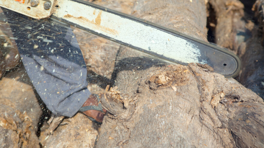 Nezakonita sječa: Na EU tržištu tikovina iz Mianmara - Hrvatska uz Italiju najveći uvoznik