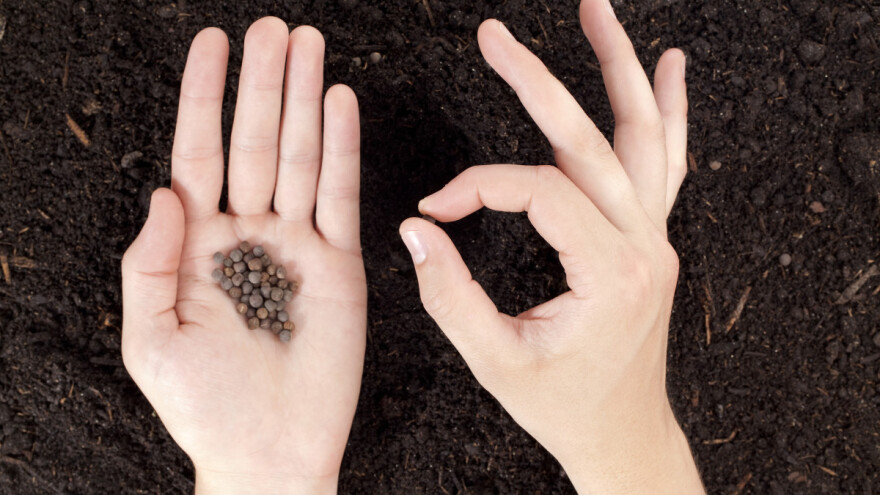 Zašto se neko sjeme izlaže hladnoći i kako obaviti stratifikaciju?