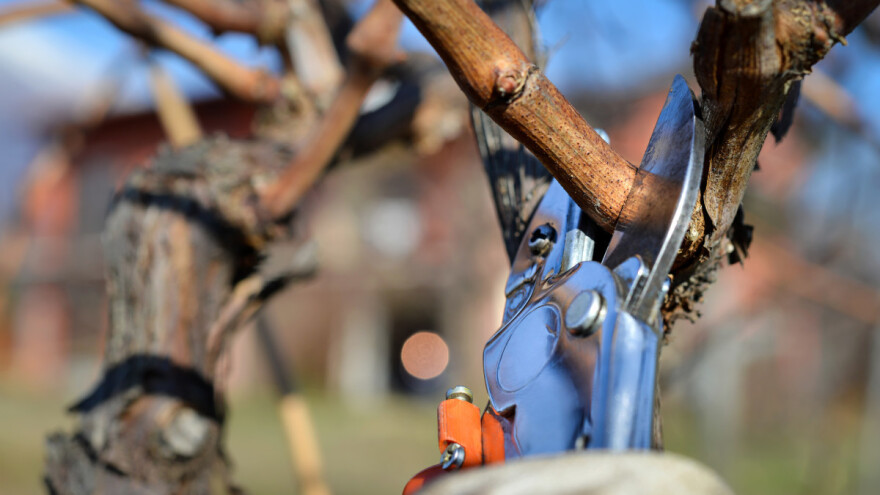 Rezidba vinove loze - koje su najčešće greške i kako ih izbjeći?
