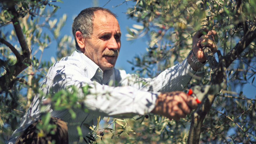 Proljetni radovi u maslinicima - za bolji i kvalitetniji urod