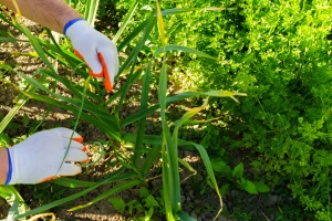 Sol u vrtu - od plodne zemlje do zbijene pustinje