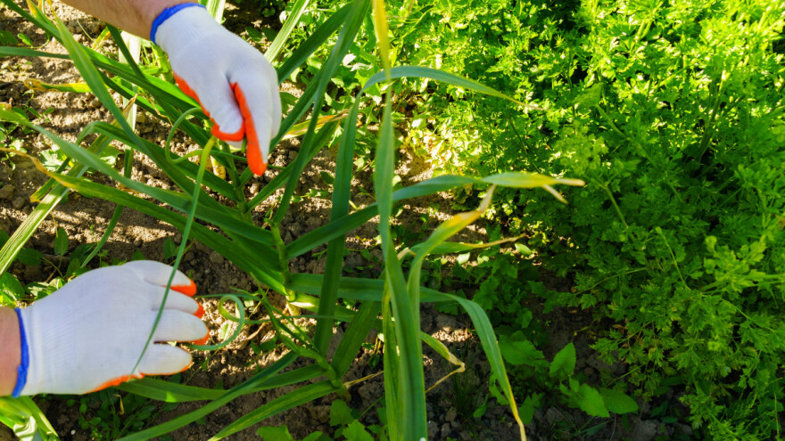 Sol u vrtu - od plodne zemlje do zbijene pustinje