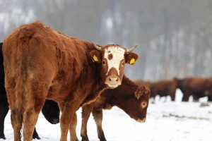 Kakvo nas vrijeme čeka za vikend, a kakvo do sredine februara?