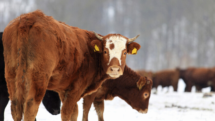 Kakvo nas vrijeme čeka za vikend, a kakvo do sredine februara?