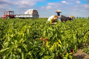 Porasla produktivnost rada u poljoprivredi EU za 13 posto