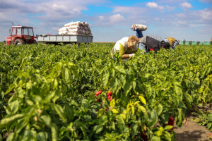 Porasla produktivnost rada u poljoprivredi EU za 13 posto