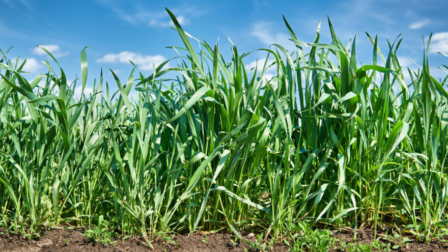 Najznačajnija ratarska kultura: Pšenica ima 10 fenofaza