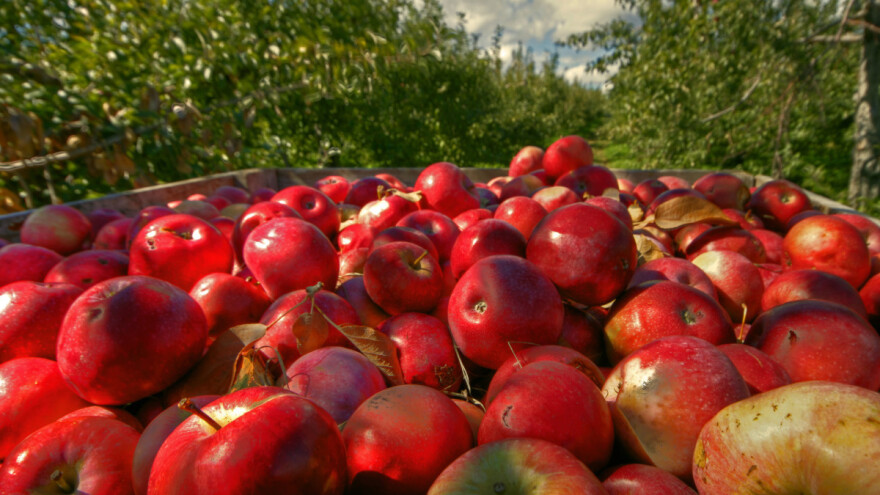 "Apple" se bori za jabuku - na udaru kompanija stara 111 godina