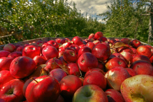 Nisu sve jabuke za hrvatske uvjete, projekt Appleresist daje odgovor koje uzgajati