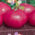 Pink rok paradajz osvaja tržište: Sladak, aromatičan i rodan hibrid