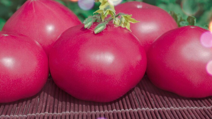 Pink rok paradajz osvaja tržište: Sladak, aromatičan i rodan hibrid