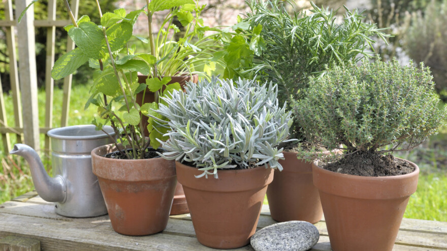 Posadite biljke koje teraju komarce iz bašte i sa balkona