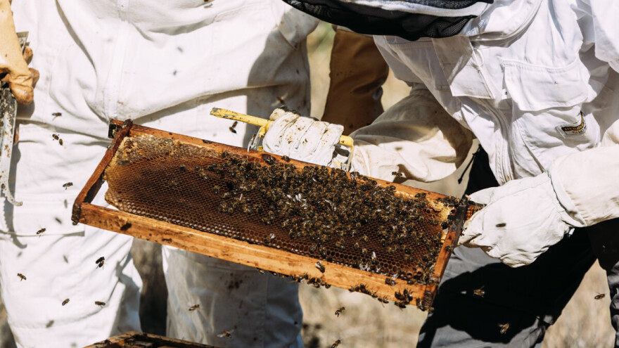 Raste broj košnica i pčelara u EU, za poticanje sektora osigurano 180 milijuna eura