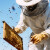 Konkurs za pčelare Vojvodine za unapređenje proizvodnje meda