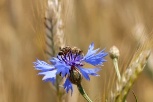 Suzbijanje štetočina bez pesticida - feromoni, združeni usevi i divlje cveće