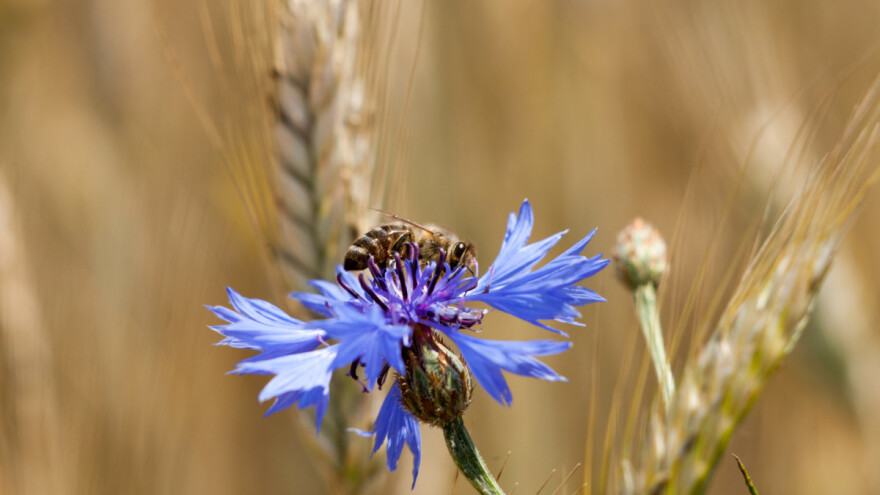 Suzbijanje štetnika bez pesticida - feromoni, združeni usjevi i divlje cvijeće