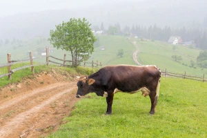 Krave nakon nevremena mogu davati manje mleka - kako im pomoći?