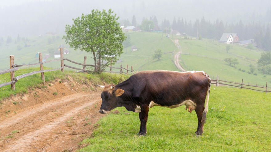 Krave nakon nevremena mogu davati manje mlijeka - kako im pomoći?