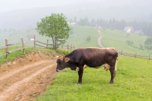 Hladan juni sve pokunji
