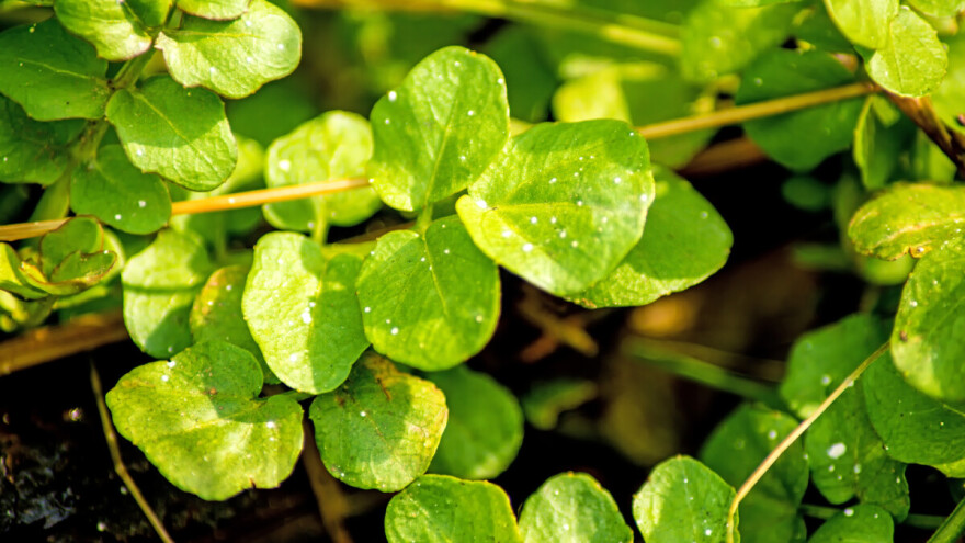 Ljekovita salata potočarka: Sijte u septembru, berite do proljeća