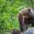Medvedi krenuli da se slade i šljivama: Uništen voćnjak kod Prijepolja