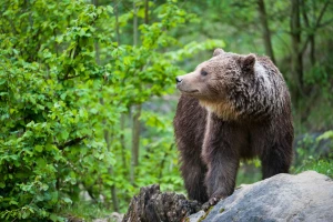 Medvedi upadaju u sela Nove Varoši - kradu kukuruz i napadaju ovce