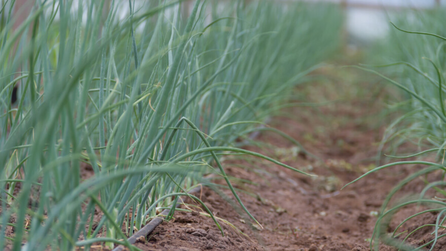 Crveni luk u plasteniku - sadnja i zaštita