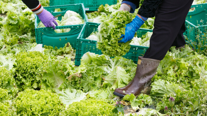 Za zapošljavanje u poljoprivredi na raspolaganju 3 miliona KM