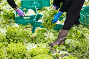 Uzgoj salate u Hrvatskoj - tko su TOP 10 proizvođača?