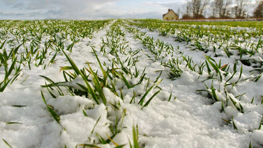 Nove sorte, povećanje prinosa i obradivih površina mogući uz molekularne grejače?