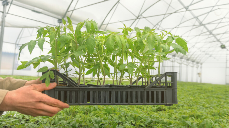 Kako pripremiti prostor za proizvodnju rasada povrća?