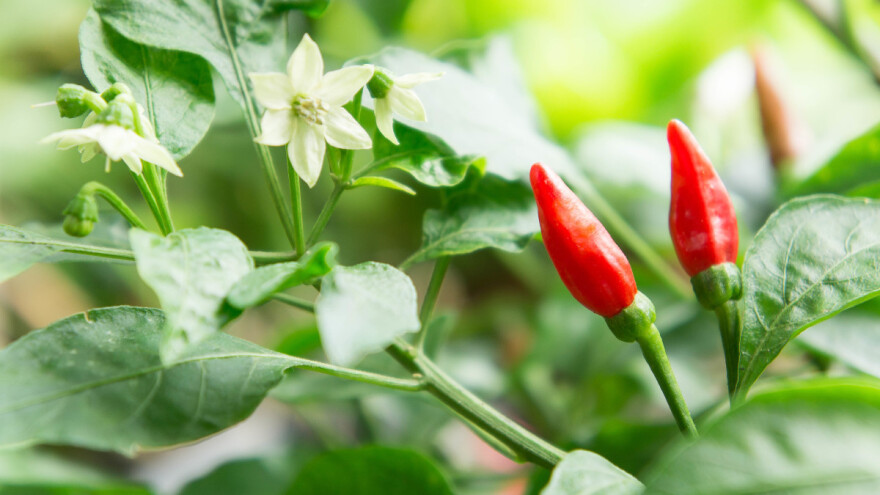Sprečite opadanje cvetova paprike umerenim zalivanjem i rezidbom
