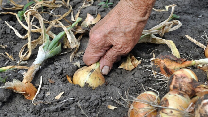 Šta sejati na mesto luka, krompira i graška?