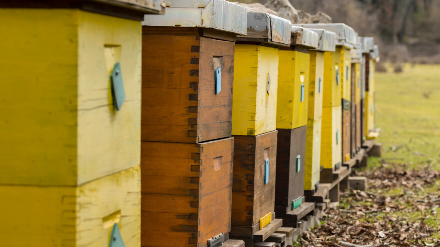 Pravilnik o držanju pčela ima nelogičnosti, ali reda u sektoru treba biti