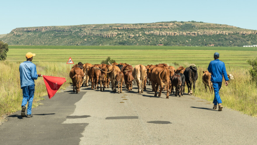 Evropsko mlijeko lošeg kvaliteta uništava afričke stočare?