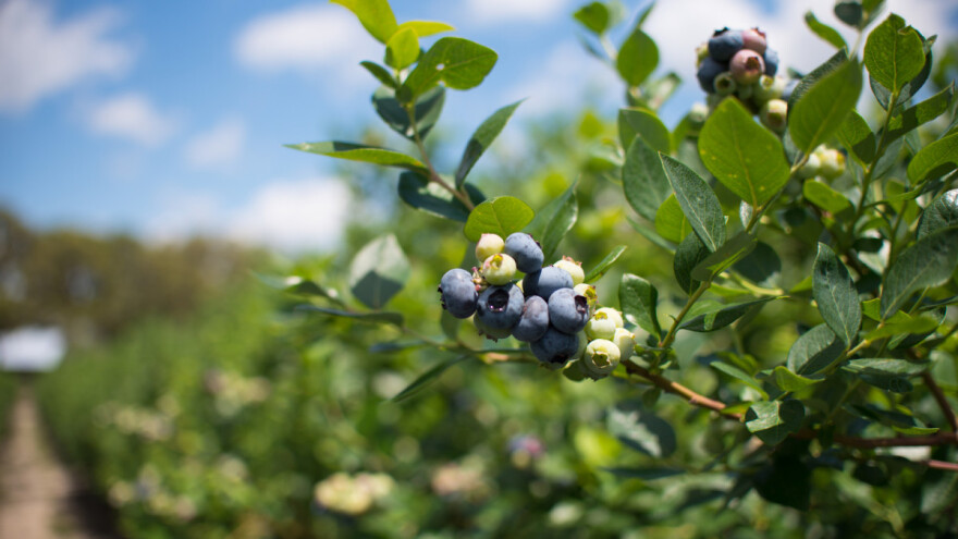 Voda u gajenju borovnice - potcenjen resurs