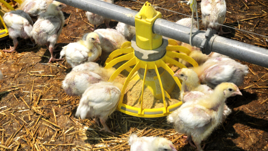 Ishrana tovnih pilića - koje hranivo je primarno?